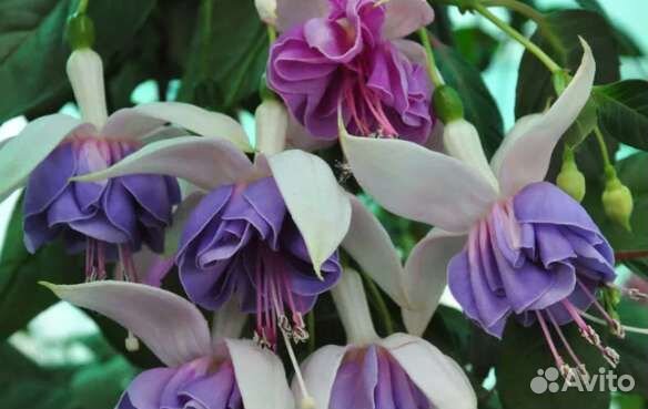 Фуксия сортовая укоренённые черенки