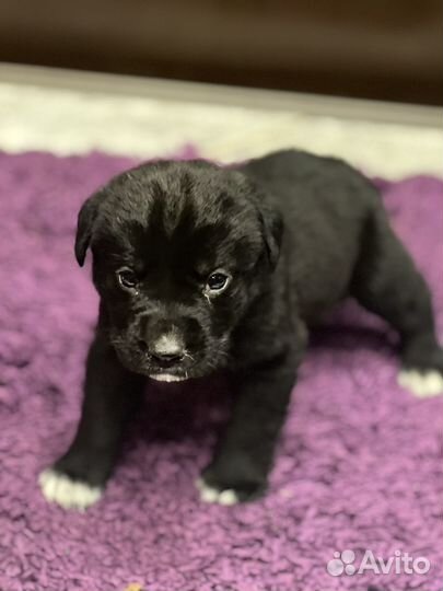Щенки лабрадора черные