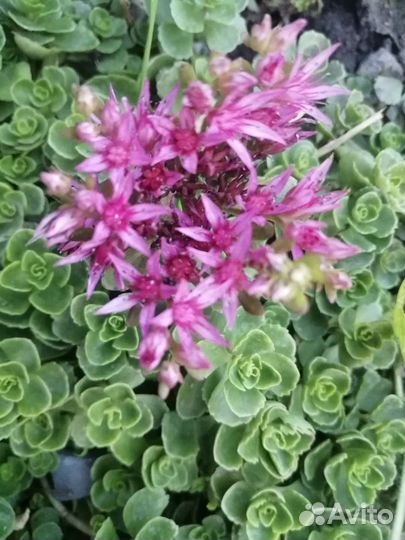 Первоцветы, почвопокровные