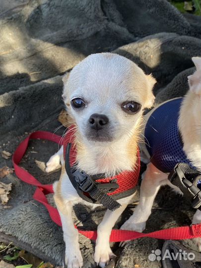 Чихуахуа девочка