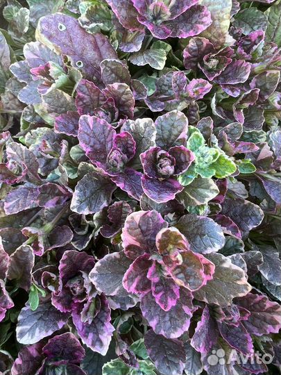 Живучка, бересклет