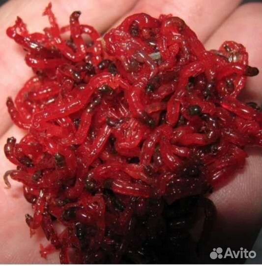 Мотыль крупный