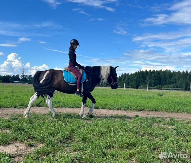 Шаговые прогулки на лошадях для новичков