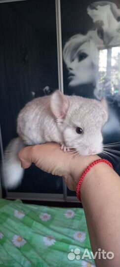 Шиншиллята