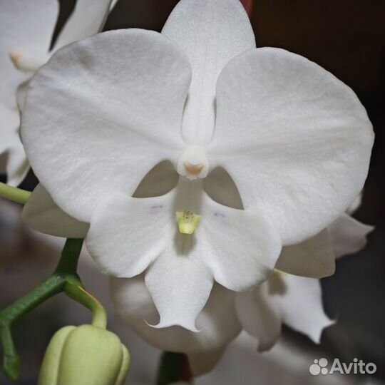 Орхидея фаленопсис биг лип
