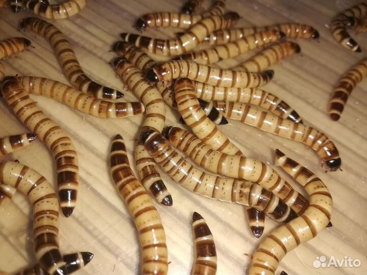 Зофобас (зофобус, зоофобас, зоофобус, зофобос)