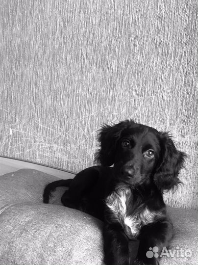 Русский спаниель