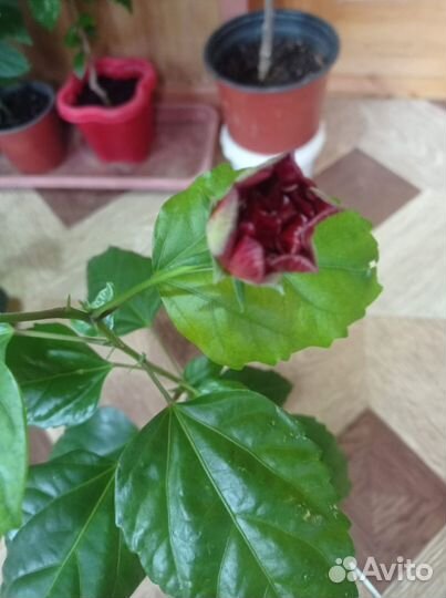 Китайская роза