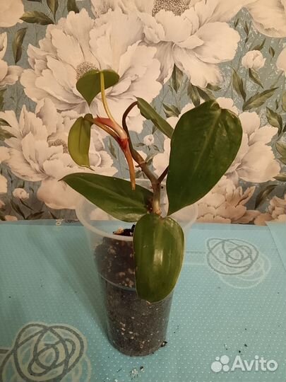 Микс растений (продолжение)