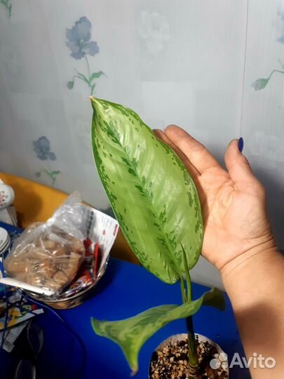 Аглаонема. Комнатные растения. Цветы домашние