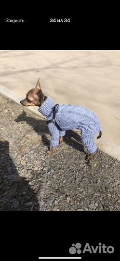 Вязаная одежда для собак и кошек