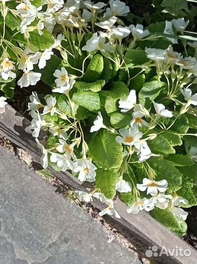 Примула белая