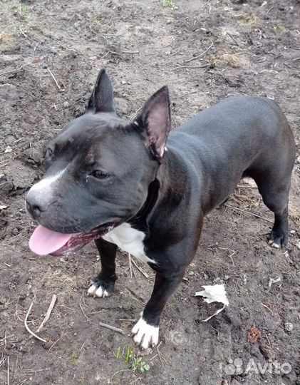 Щенки питбуля