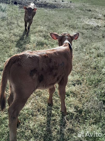 Телочка 1 мес