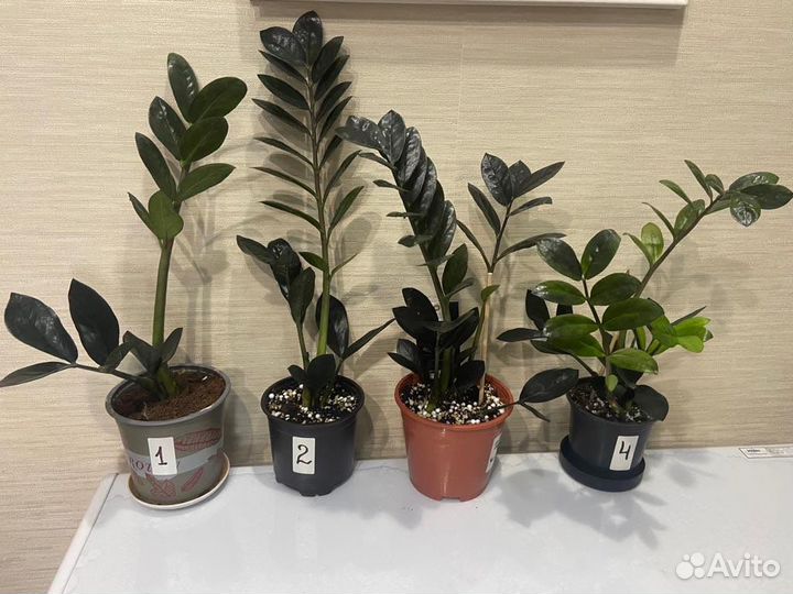 Замиокулькас черный «Равен»