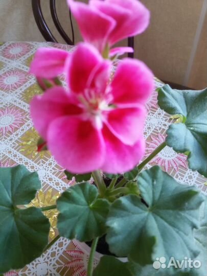 Пеларгония