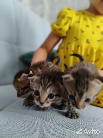 Вислоухие котята.1 месяц.Два мальчика и девочка