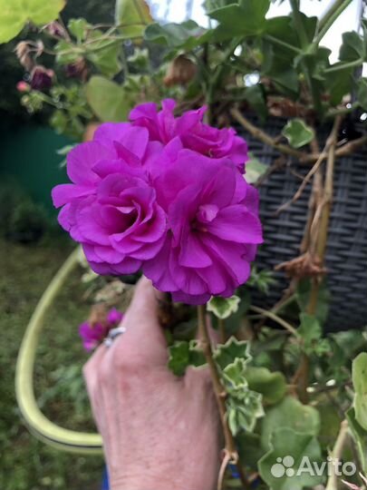 Герань пеларгония