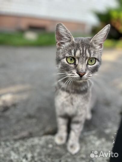 9 котиков и кошечек. Очень нужна забота и дом