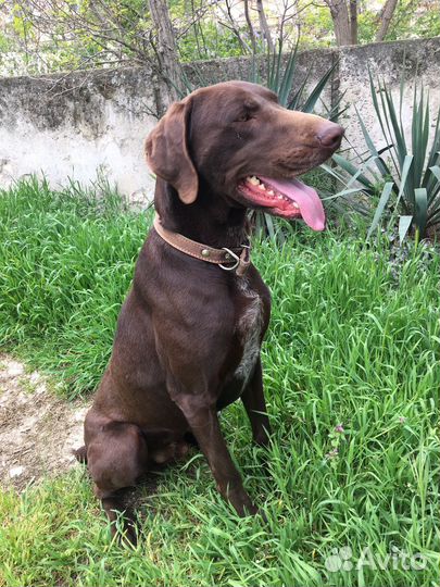 Курцхаар вязка