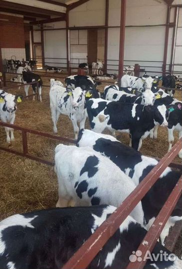 Бычки и тёлочки