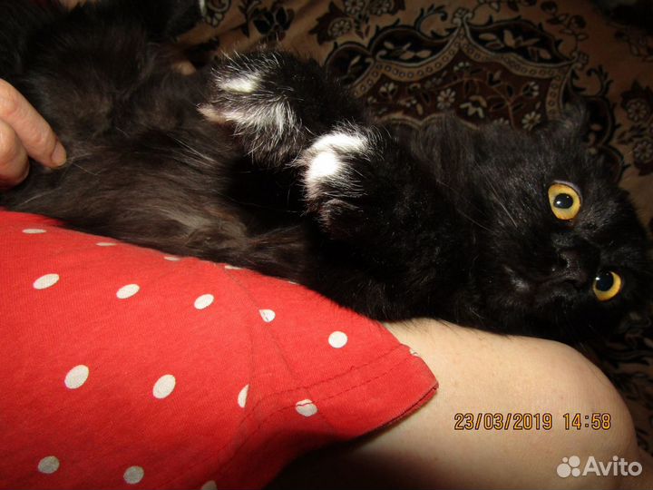 Шикарный черный кот ищет дом