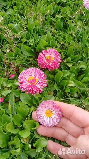 Маргаритки