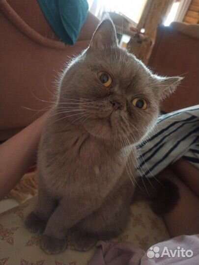 Кот