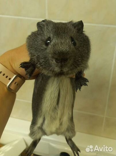 Морская свинка