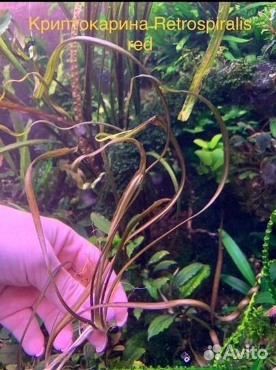 Прополка, аквариумные растения