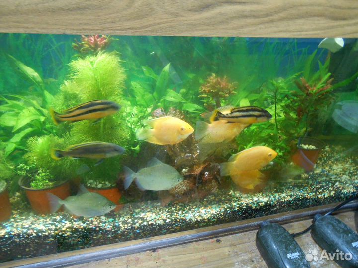 Продам 3 красавца меланохромис ауратус