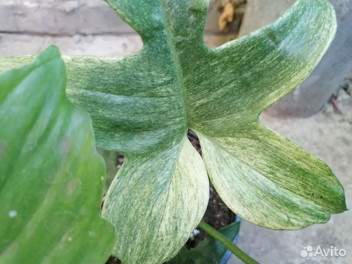 Филодендрон флорида бьюти альба
