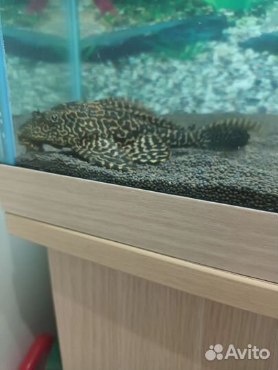 Парчовый сом