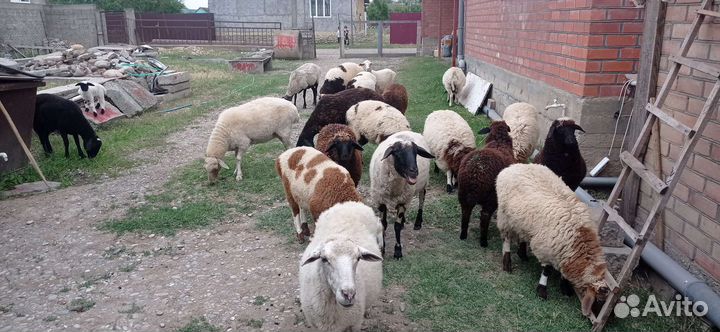Овцы бараны