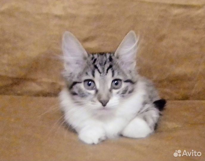Кошечка. 2,5 месяца отдается в добрые руки