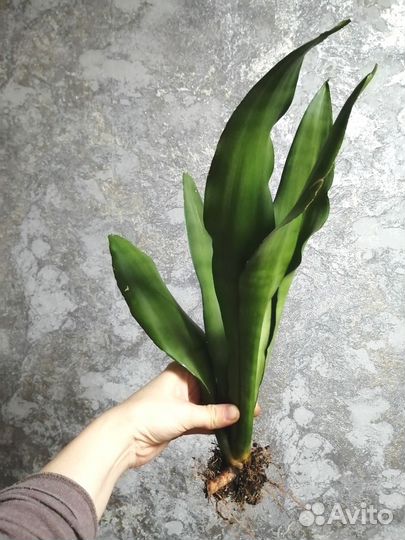 Сансевиерия муншайн