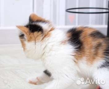 Вислоухие котята в добрые руки бесплатно