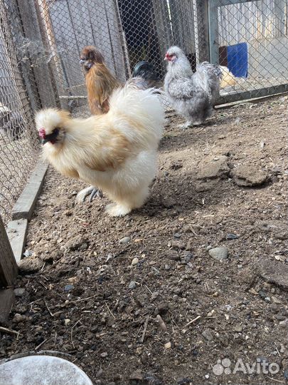 Китайские шелковые петушки