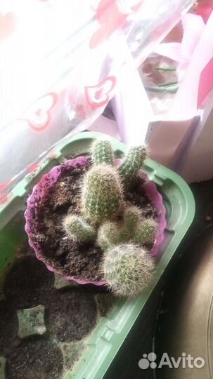 Три любых кактуса с подставкой для них