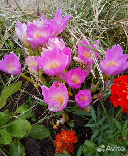 Безвременник