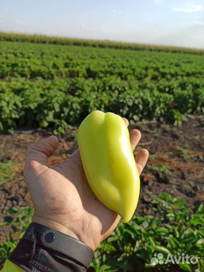 Семена для профессионалов