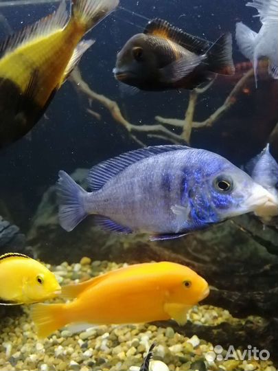 Цихлида. Белогубый мдоку