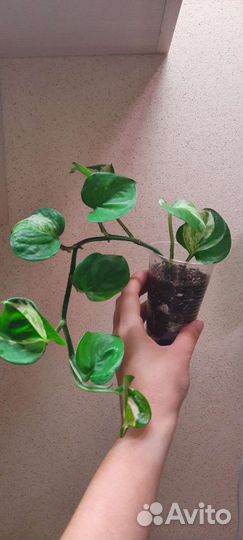 Эпипремнум хэппи лиф