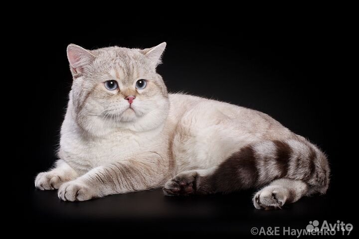 Вязка с британским котом ny 21 33