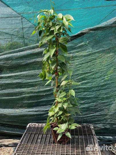 Саженцы актинидии