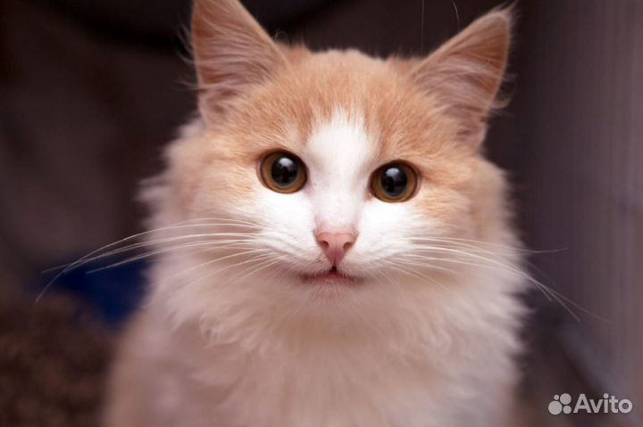 Фанта - девочка очаровашка ищет дом