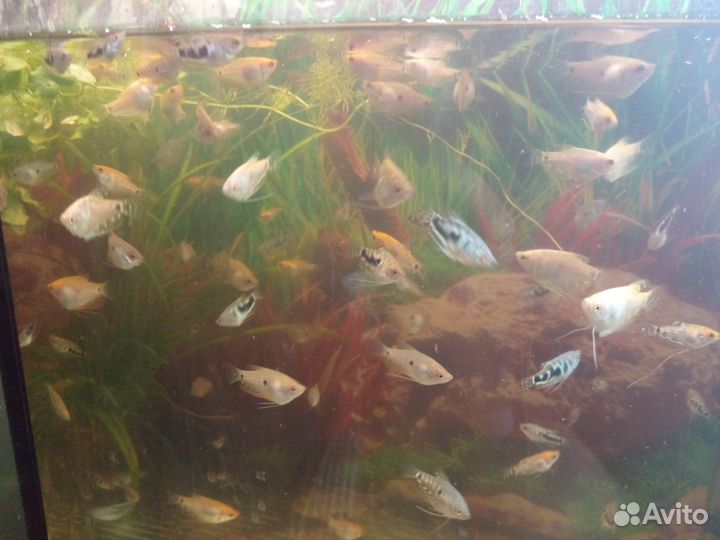 Аквариумные рыбки