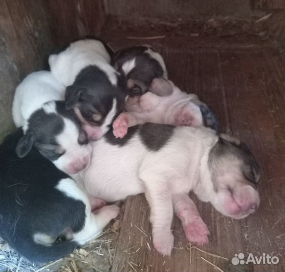 Щенки Русской Пегой Гончей