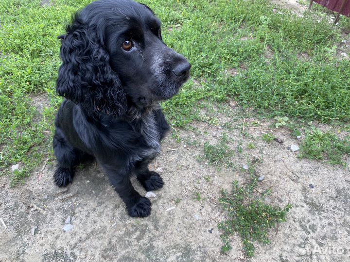 Русский спаниель