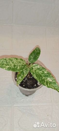 Фикусы редкие сорта